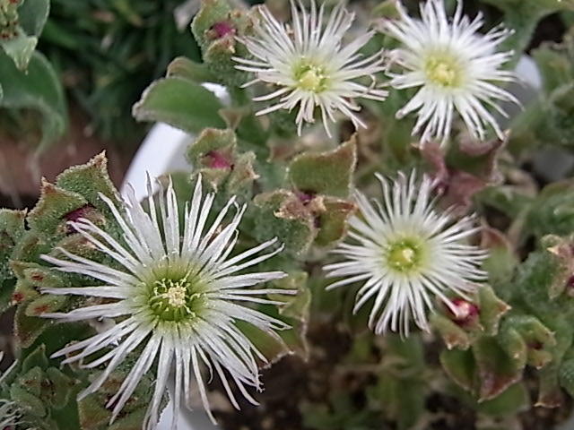 アイスプラントの花が咲きました わけいブログ