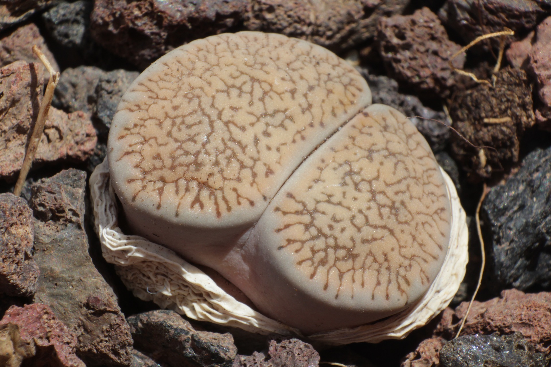 THE GENUS LITHOPS 生ける宝石リトープス-